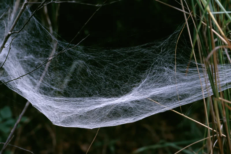 Dense sheet spiderweb draped between thin wild grass stems in a dark forest setting