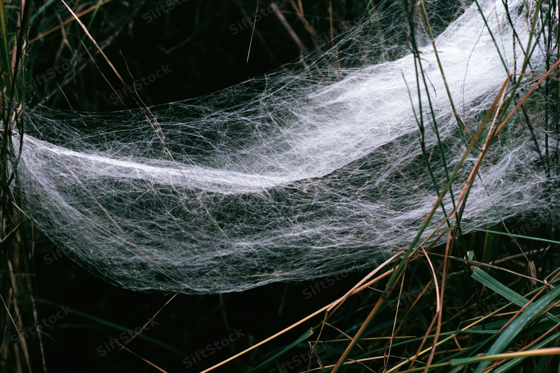 Dense spiderweb draped between thin wild grass stems in a dark natural setting