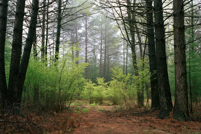 Dense temperate forest interior with tall dark conifer trunks and green undergrowth in mist