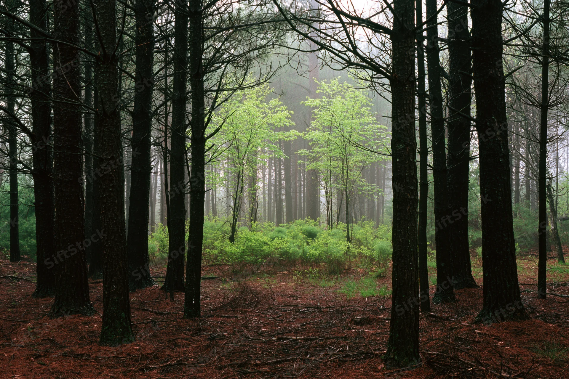 Dense temperate forest interior with tall dark conifer trunks and misty green undergrowth