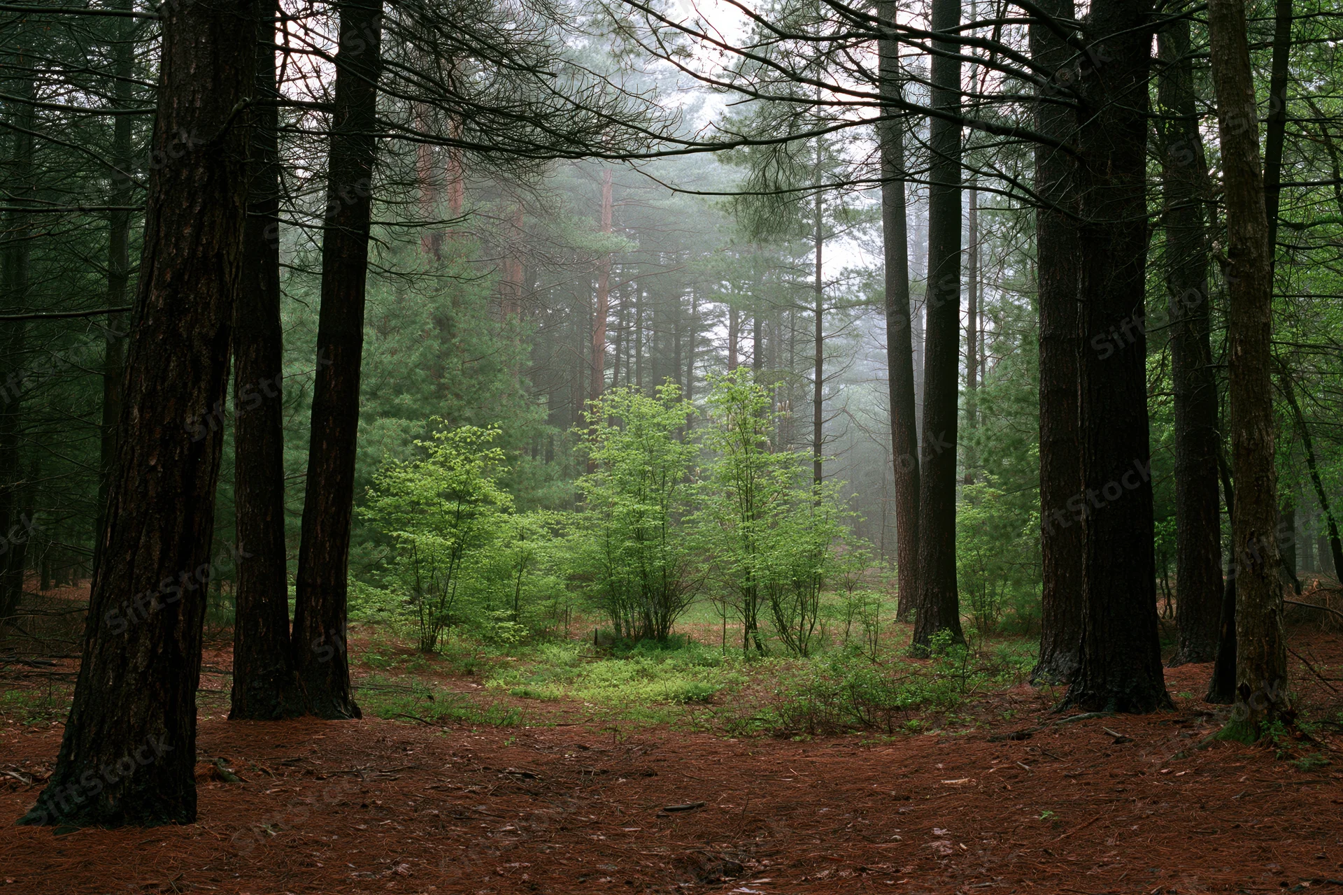Dense temperate forest interior with tall dark conifer trunks and misty atmosphere