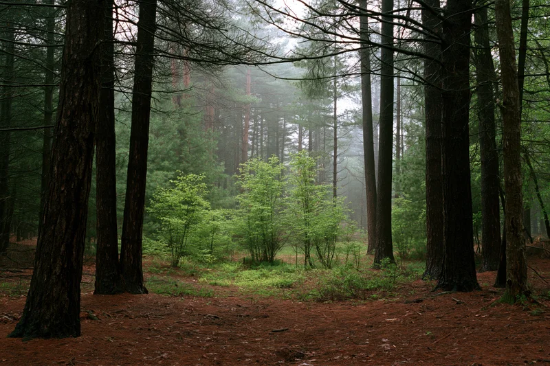 Dense temperate forest interior with tall dark conifer trunks and misty atmosphere
