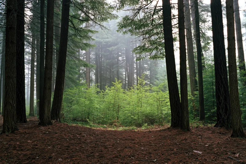 Dense temperate forest interior with tall dark conifer trunks and misty atmosphere