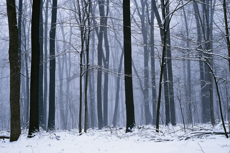 Snow-covered bare deciduous trees in a dense winter forest with fog