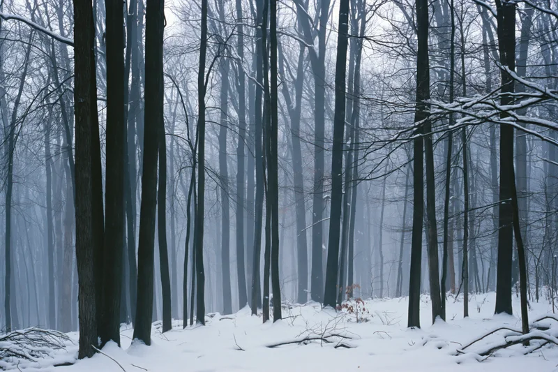 Snow-covered bare deciduous trees in a dense winter forest under foggy overcast sky