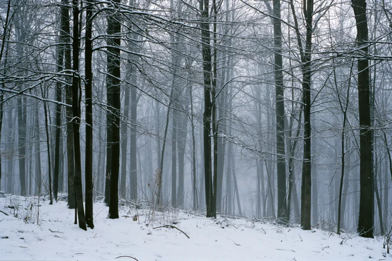 Snow-covered bare deciduous trees in a dense winter forest with fog and overcast light