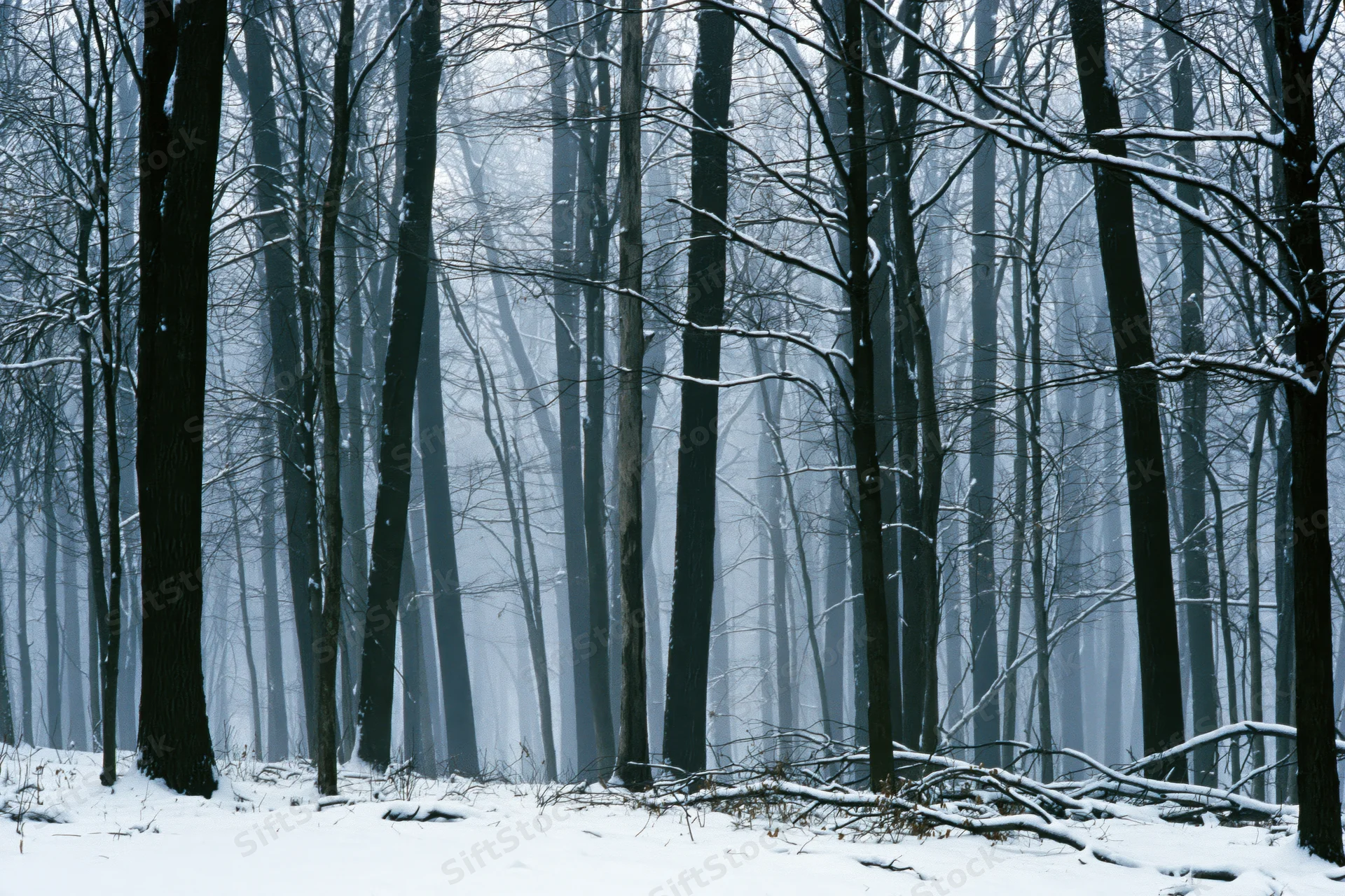 Snow-covered bare deciduous trees in a misty winter forest