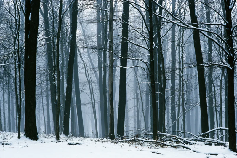 Snow-covered bare deciduous trees in a misty winter forest