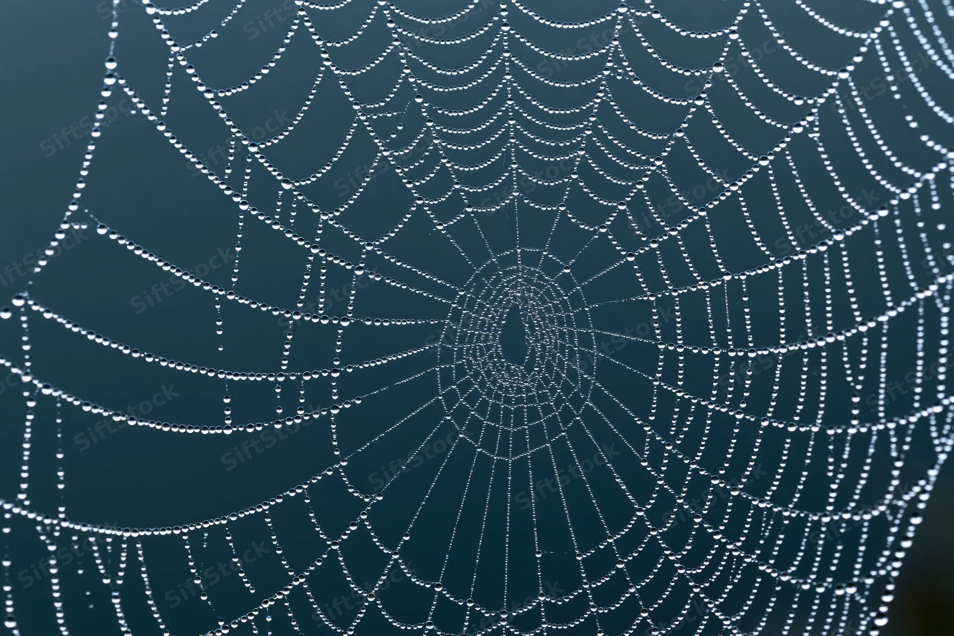 Closeup of a dew-covered spiderweb against a dark blue background