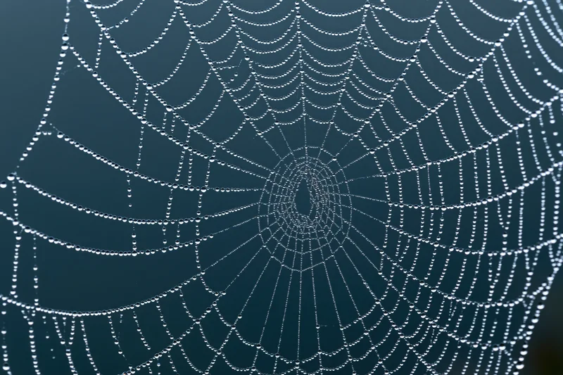Closeup of a dew-covered spiderweb against a dark blue background