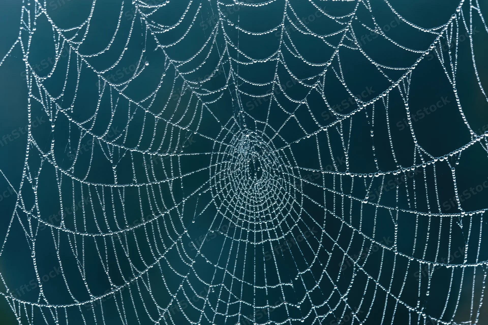 Closeup of a spiderweb covered in dew droplets against a dark teal background