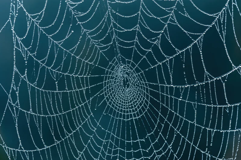 Closeup of a spiderweb covered in dew droplets against a dark teal background