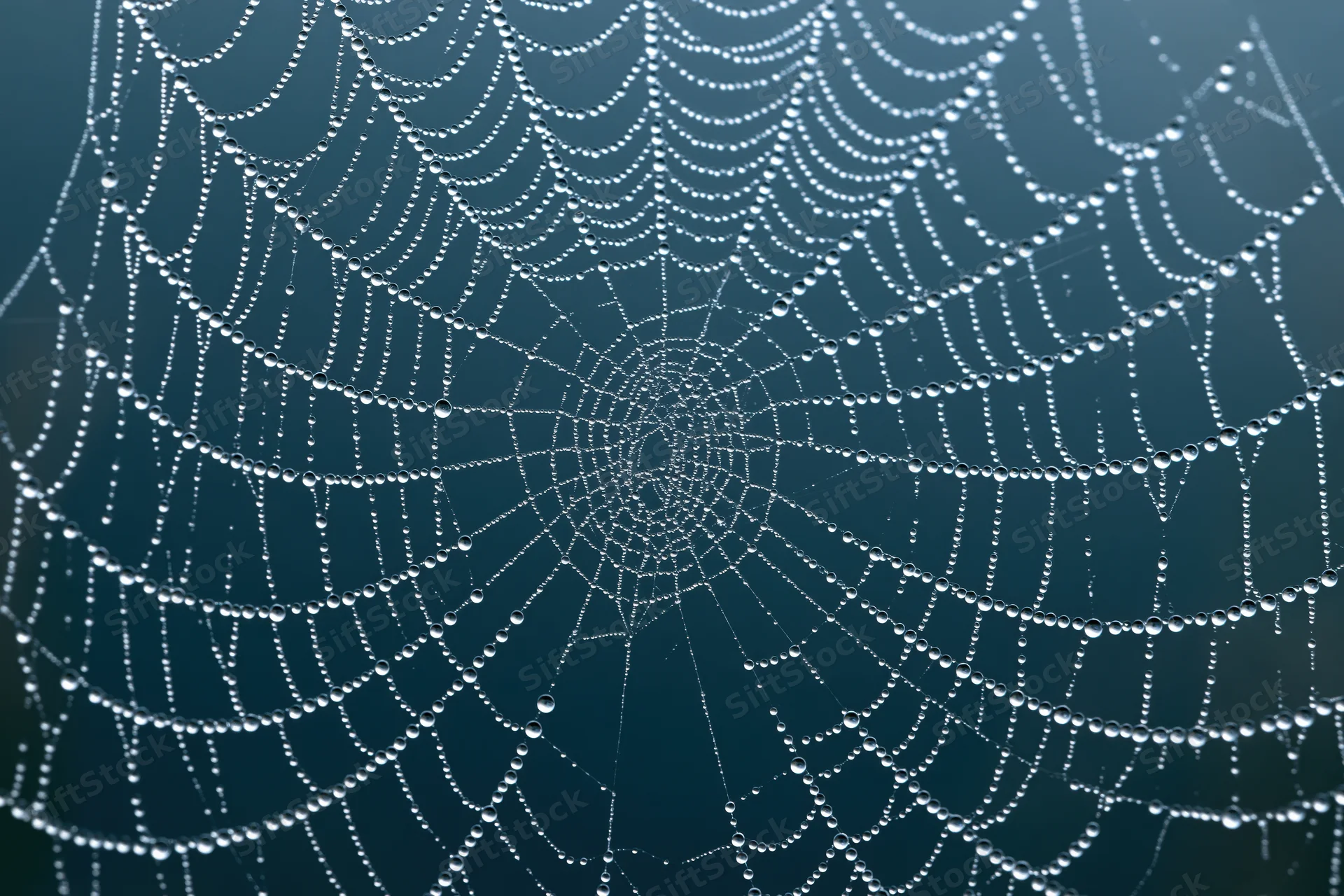 Closeup of a spiderweb covered in dew droplets against a dark blue background