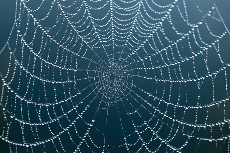 Closeup of a spiderweb covered in dew droplets against a dark blue background