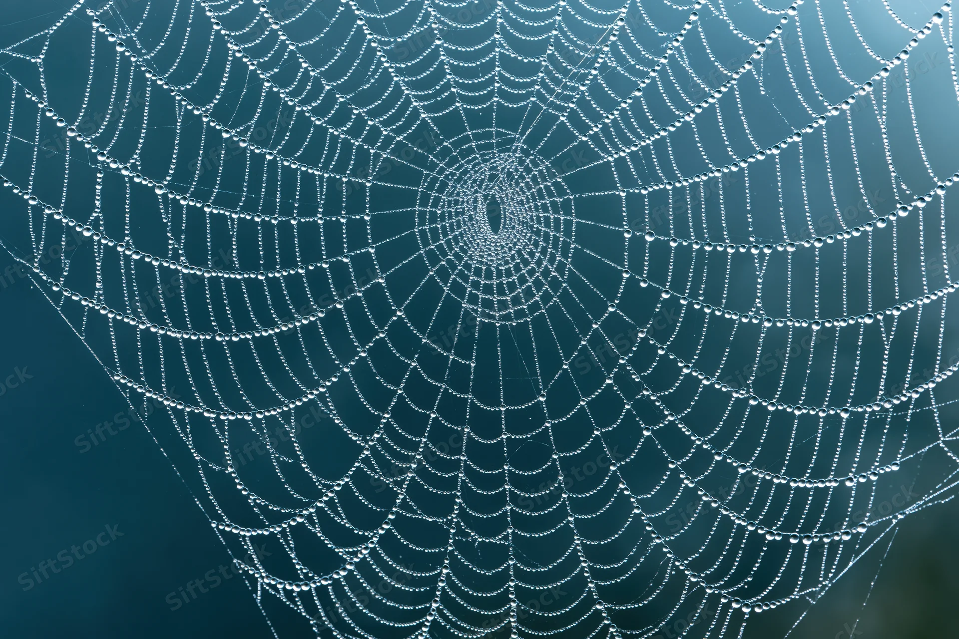 Closeup of a dew-covered spiderweb with intricate circular pattern against a deep blue background