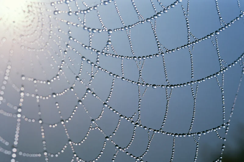 Closeup of a dew-covered spiderweb against a soft blue sky at sunrise