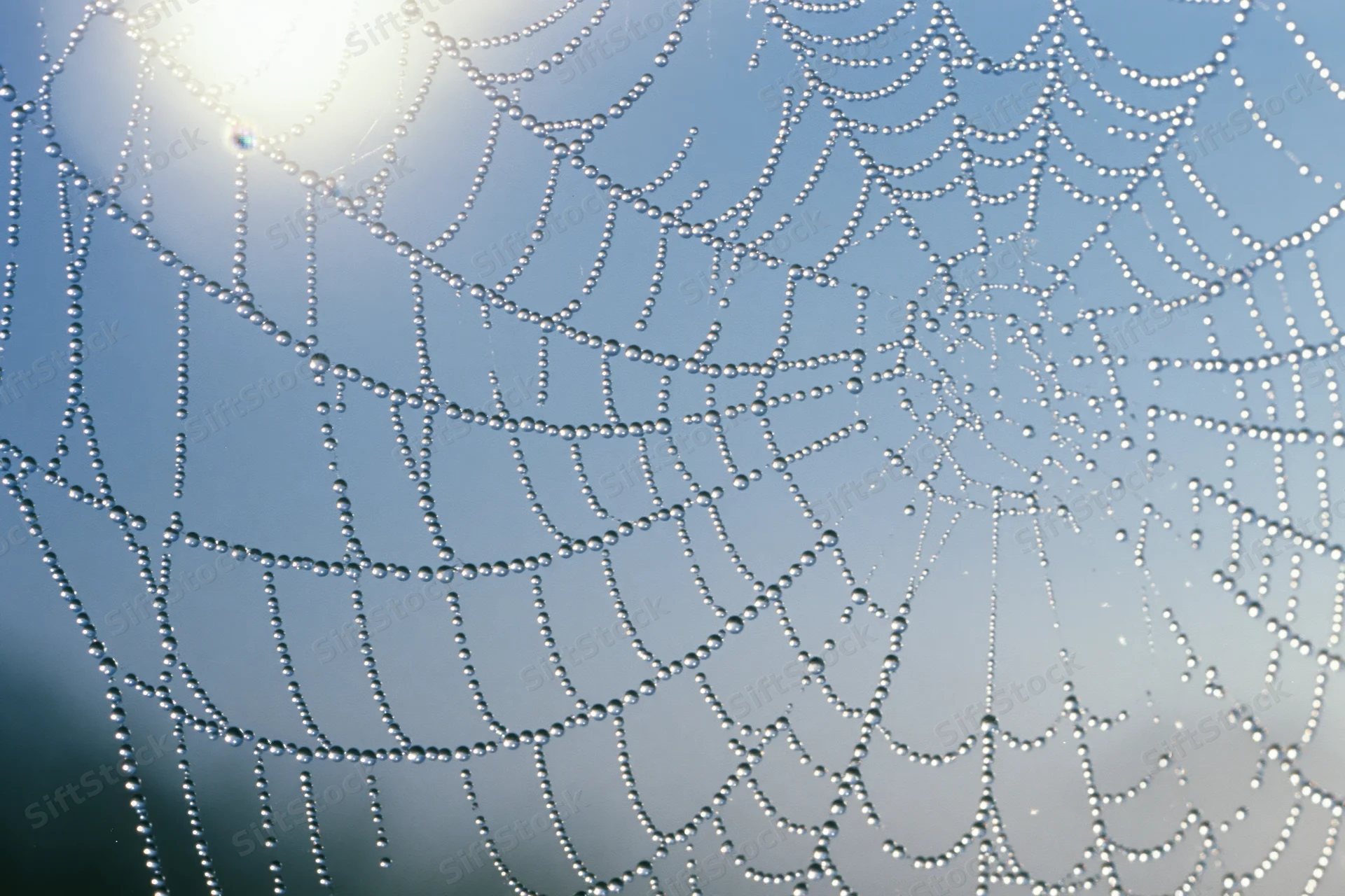 Dew-covered spiderweb against a blue sky with sunlight filtering through