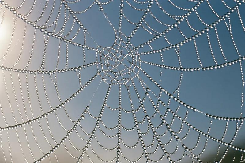 Closeup of a dew-covered spiderweb against a blue sky in the morning