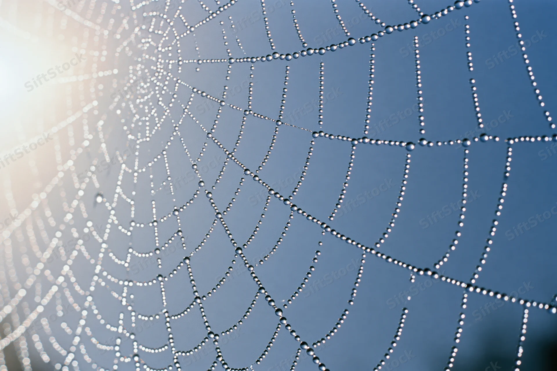 Dew-covered spiderweb glistening in morning light against blue sky