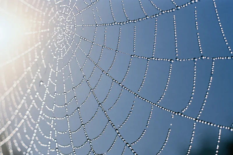 Dew-covered spiderweb glistening in morning light against blue sky