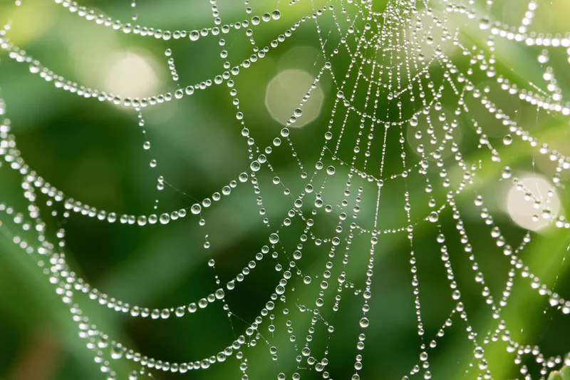 Closeup of a dew-covered spiderweb glistening with water droplets against green foliage