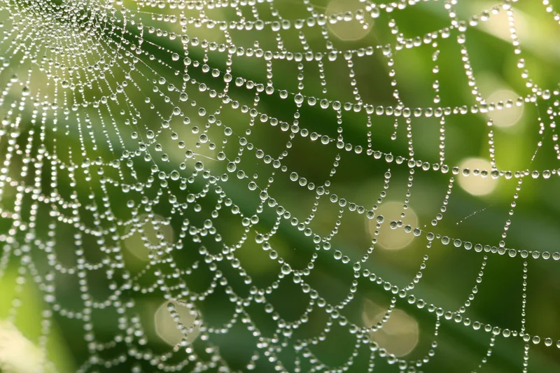 Closeup of a spiderweb covered in dew droplets against a green blurred background