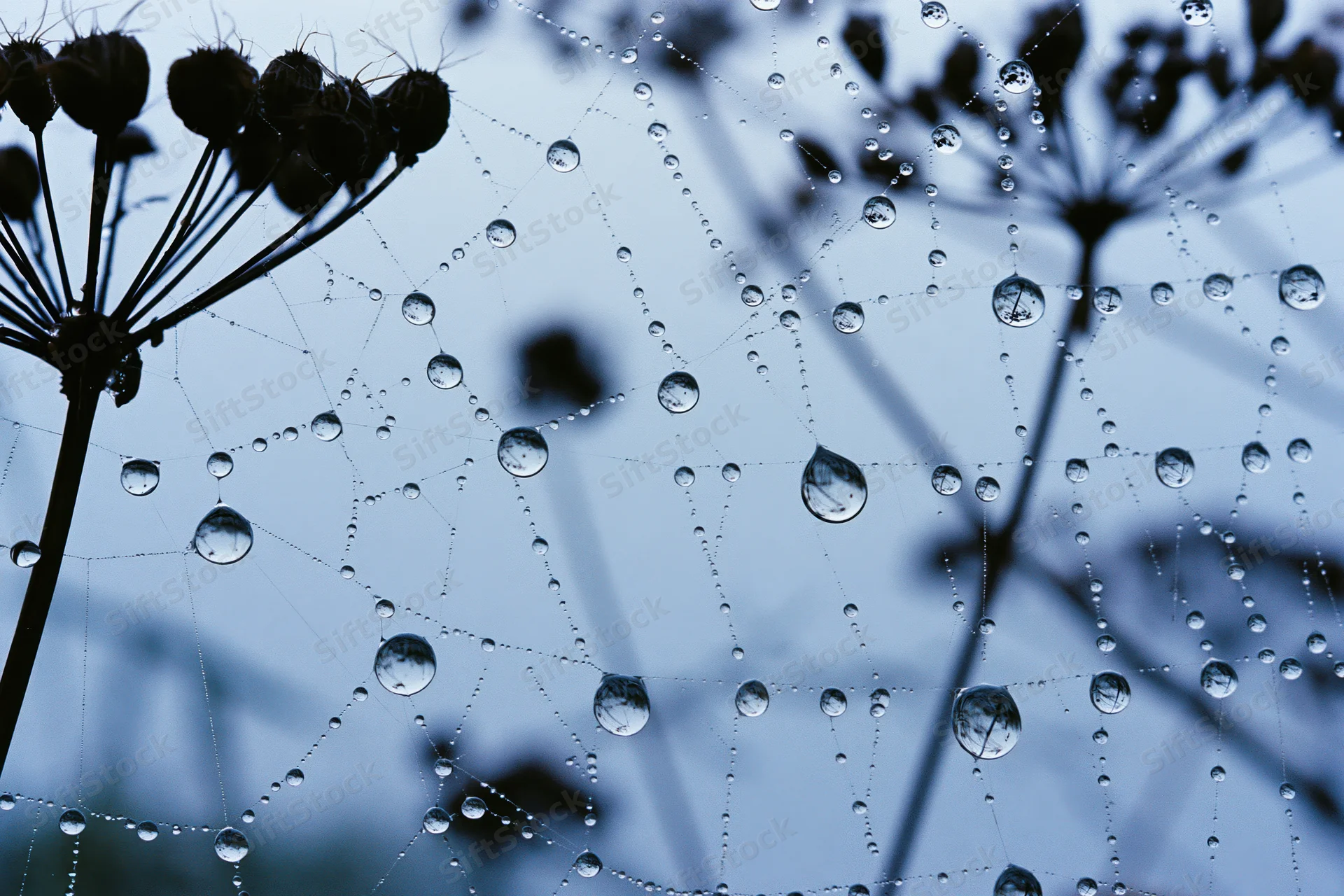 Closeup of dew-covered spiderweb with seedheads in silhouette against a blue sky
