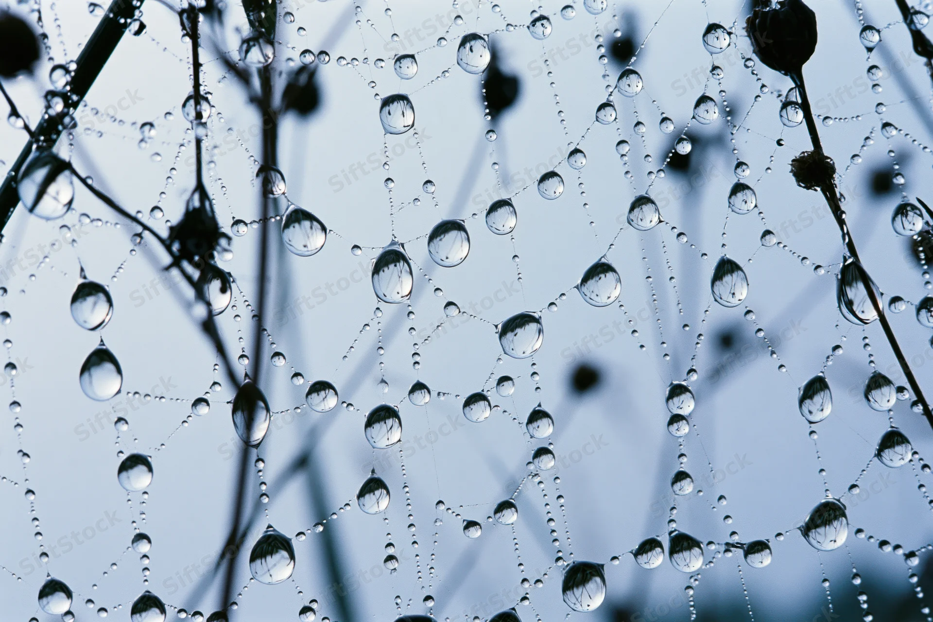 Closeup of dew-covered spiderweb with water droplets on threads against a soft blue sky