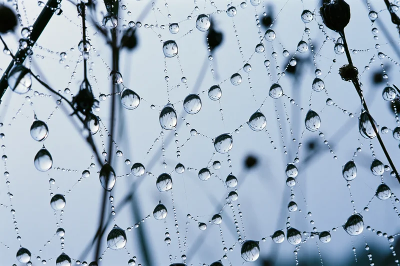 Closeup of dew-covered spiderweb with water droplets on threads against a soft blue sky