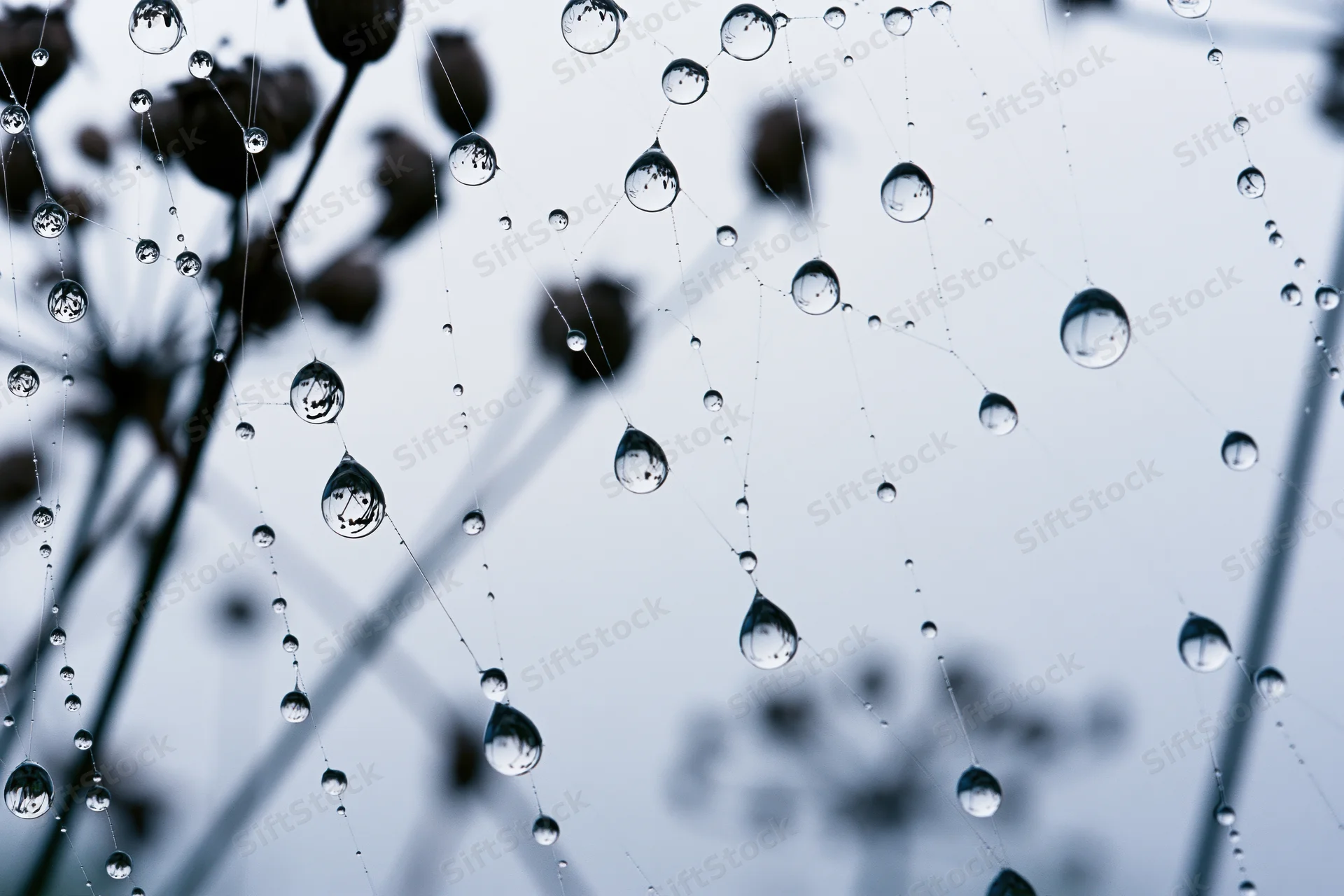 Closeup of dew-covered spiderweb with water droplets glistening on threads against blurred natural background