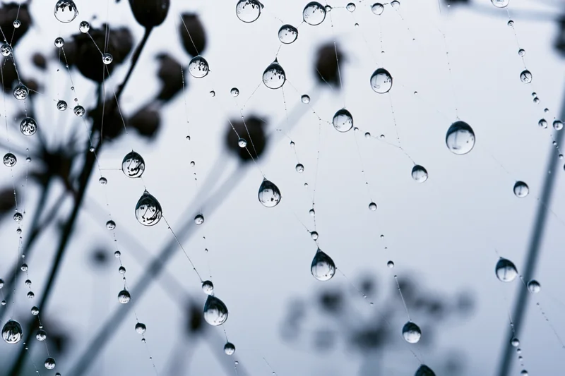 Closeup of dew-covered spiderweb with water droplets glistening on threads against blurred natural background