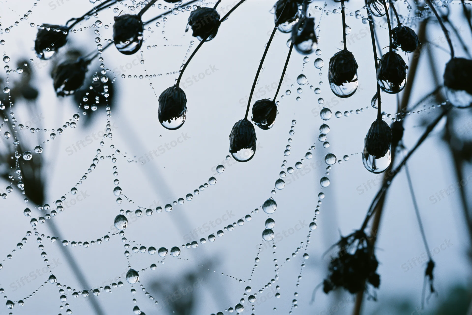 Closeup of dew-covered spiderweb with water droplets on plant stems against a soft blue sky