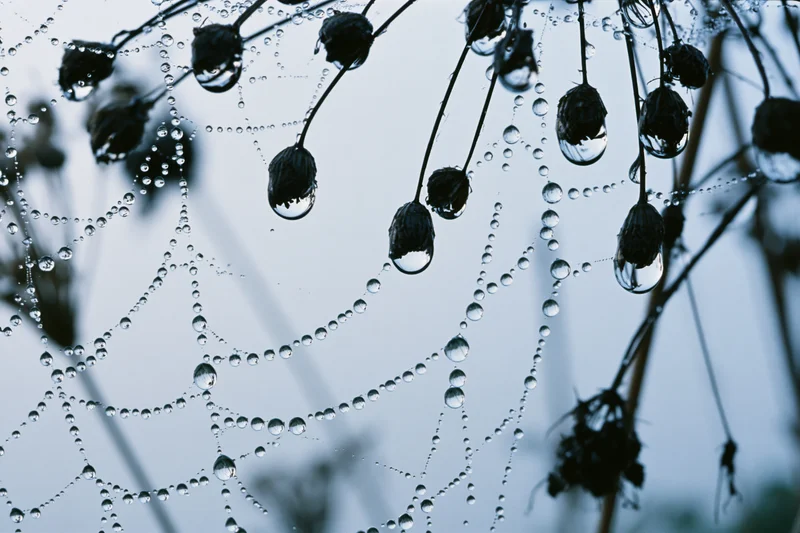 Closeup of dew-covered spiderweb with water droplets on plant stems against a soft blue sky
