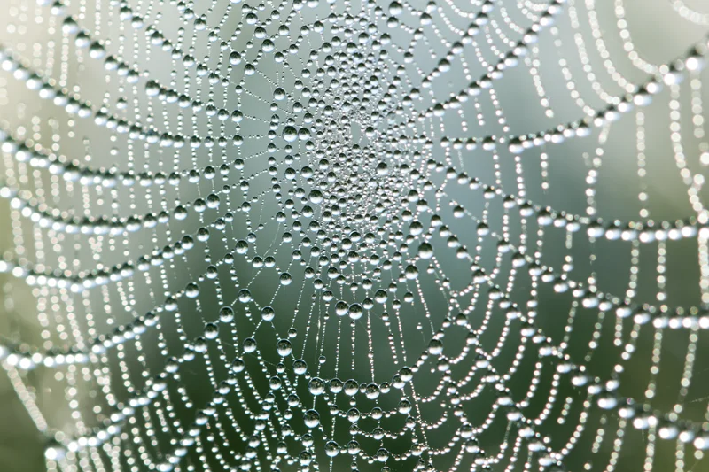 Closeup of a spiderweb covered in dew droplets against a blurred green background