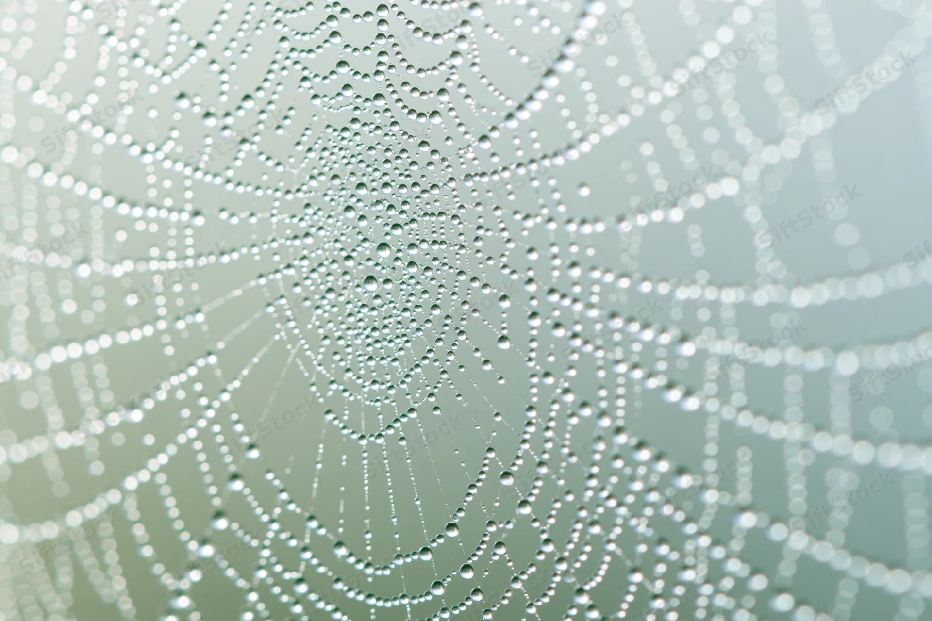 Closeup of a dew-covered spiderweb with glistening droplets arranged in a radial pattern against a soft green background