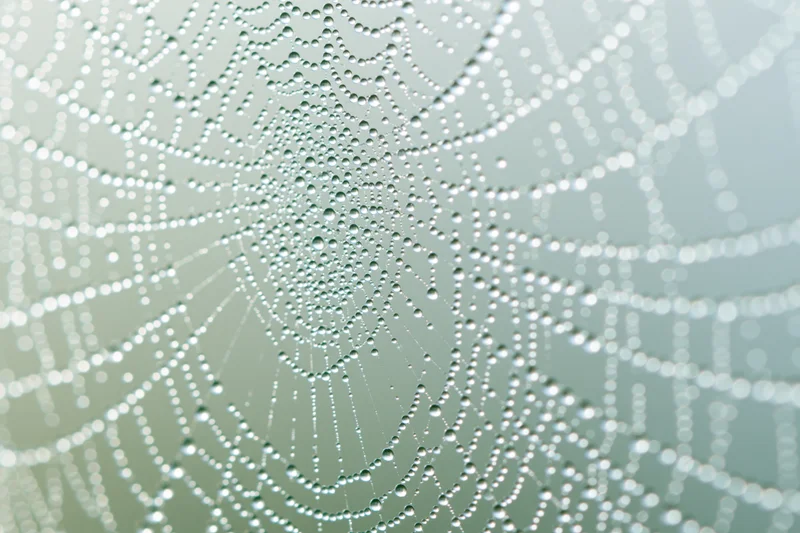 Closeup of a dew-covered spiderweb with glistening droplets arranged in a radial pattern against a soft green background