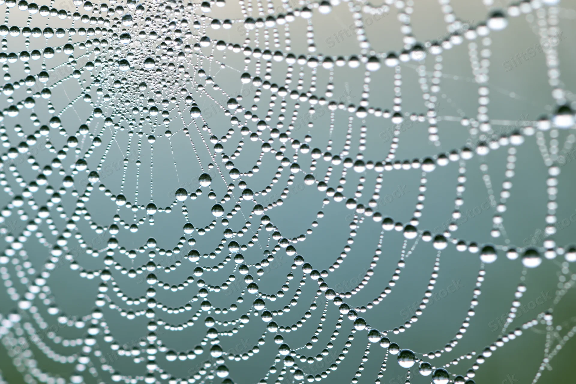 Closeup of a dew-covered spiderweb with water droplets forming a delicate pattern against a soft green background