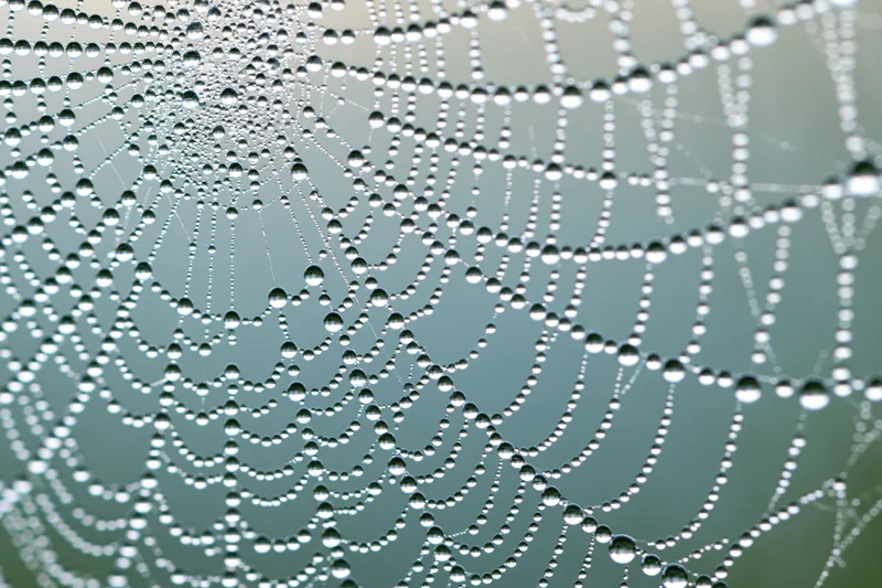 Closeup of a dew-covered spiderweb with water droplets forming a delicate pattern against a soft green background