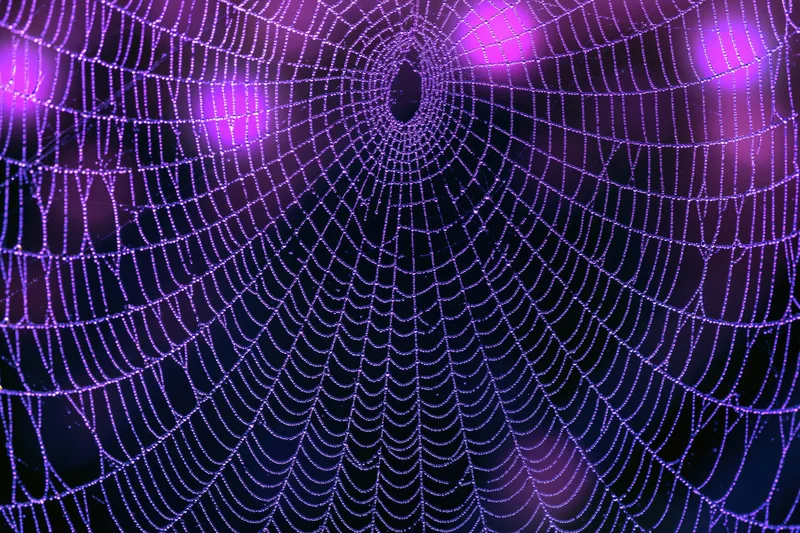 Intricate dew-covered spiderweb glowing purple in dark background