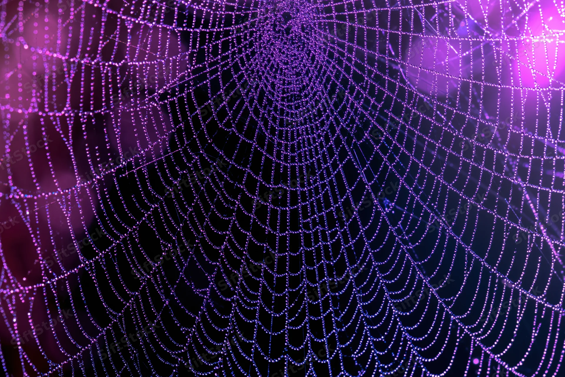 Intricate dew-covered spiderweb glowing purple against dark background