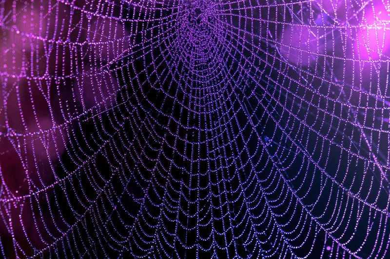 Intricate dew-covered spiderweb glowing purple against dark background
