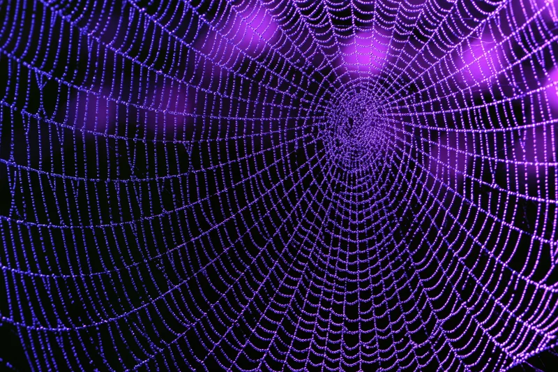 Intricate dew-covered spiderweb glowing purple against dark background