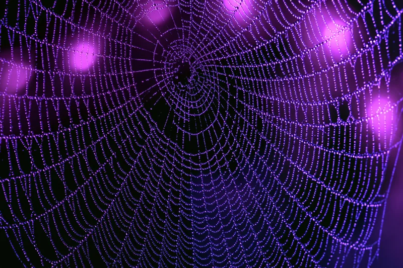 Intricate dew-covered spiderweb glowing purple against dark background