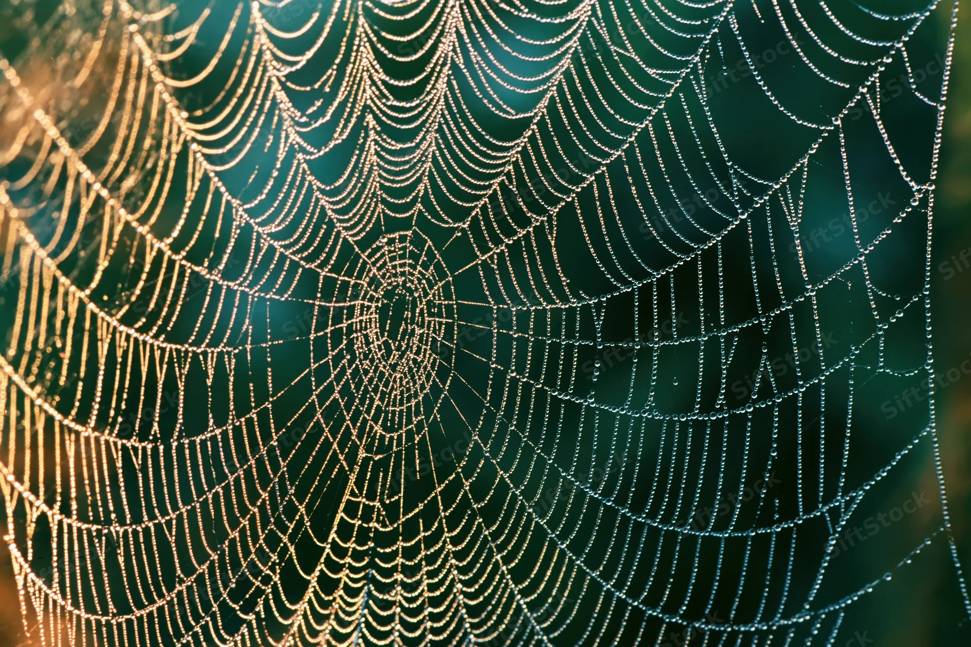 Intricate dew-covered spiderweb glowing in morning light against green foliage