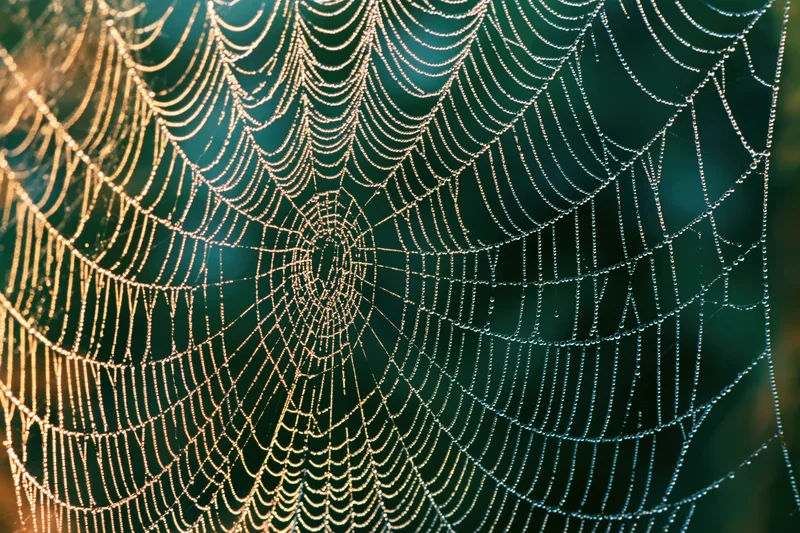 Intricate dew-covered spiderweb glowing in morning light against green foliage
