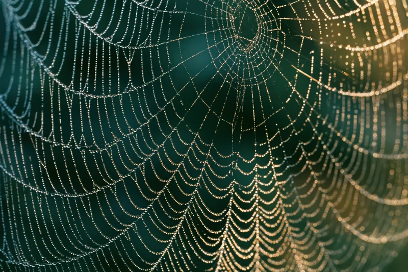 Intricate dew-covered spiderweb glowing in morning light against dark green forest backdrop