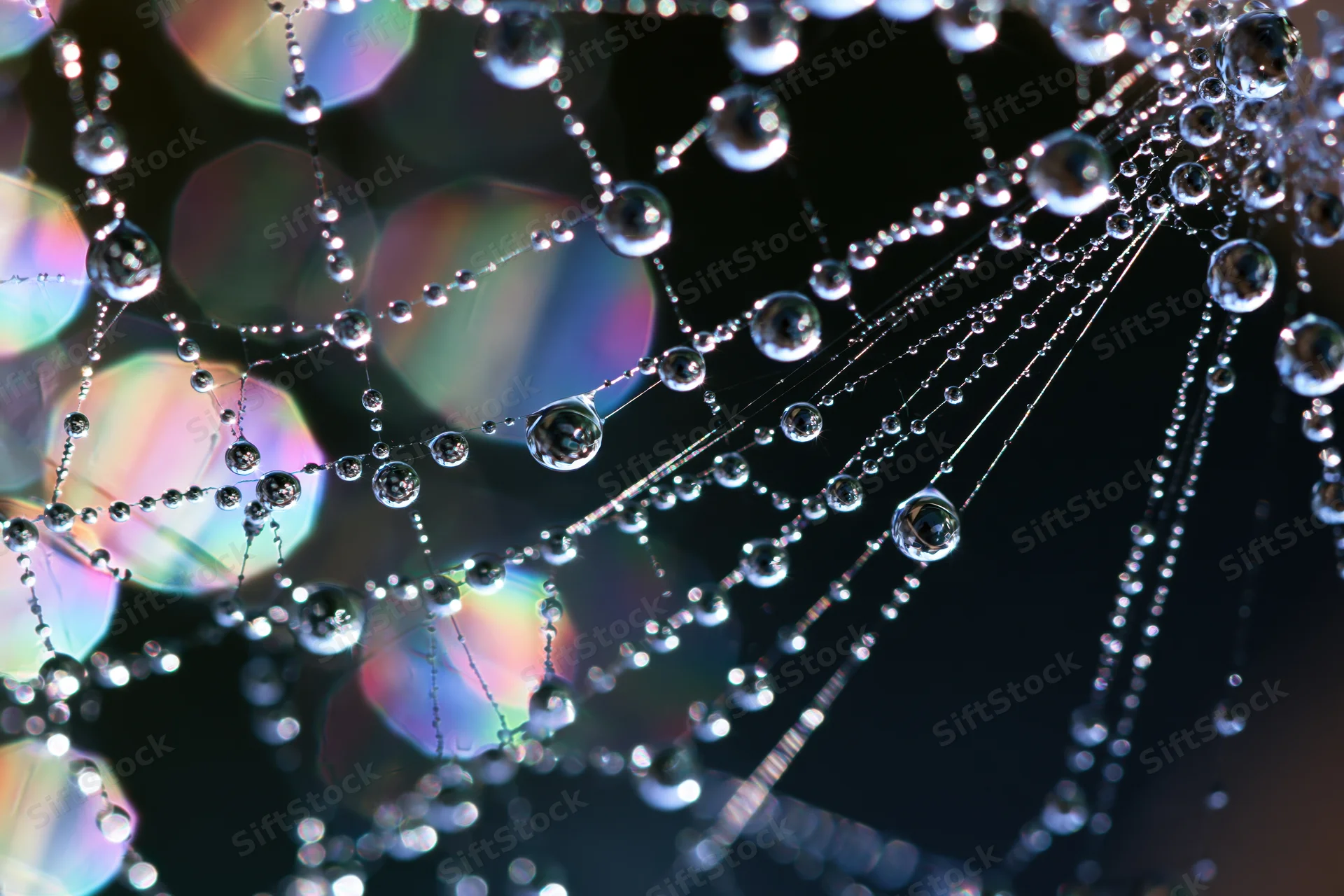 Closeup of dew-covered spiderweb with glistening water droplets on silk threads against a blurred iridescent background