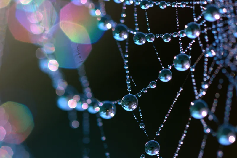 Closeup of a dew-covered spiderweb with glistening water droplets reflecting light against a dark background