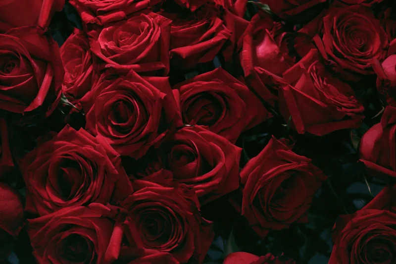 Closeup of deep red roses clustered together filling the frame