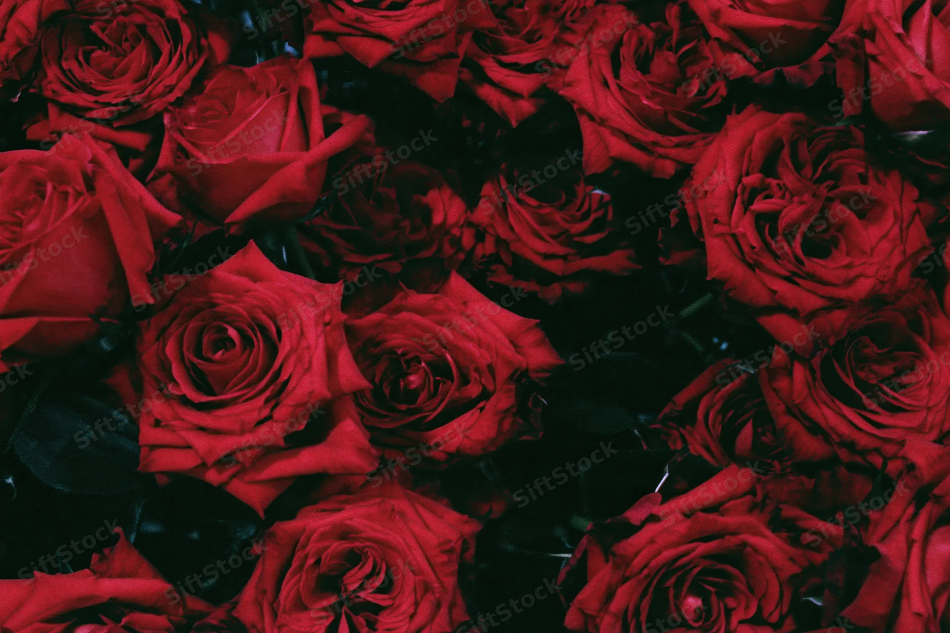 Closeup of deep red roses densely clustered together filling the frame
